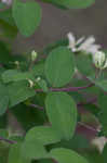 Amur honeysuckle